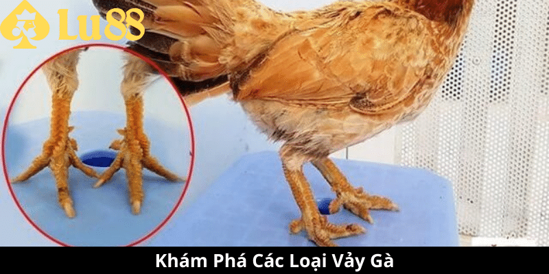 Các Loại Vảy Gà - Đặc Điểm, Ý Nghĩa Và Cách Nhận Biết các loại vảy gà